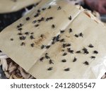 Small photo of Flies trapped in glue traps or sticky traps