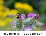 Bumble Bee Pollenating Worcester UK