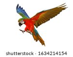 Macaw Parrot Flying Isolated On ...