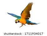 Colorful Flying Parrot Isolated ...
