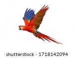 Scarlet macaw parrot flying...