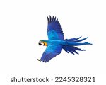 Colorful macaw parrot flying...