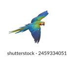 Colorful flying catalina macaw...