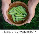 A woman holding freshly harvested green peas in her hands. Close up.