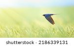 Small photo of Barn swallow Hirundo rustica in flight he hunts over the meadow, the best photo.