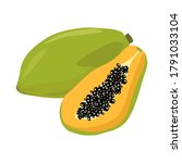 papaya vector illustration.... | Shutterstock .eps vector #1791033104