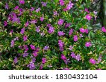 Small photo of The Mexican Heather or Cuphea hyssopifolia, shown here in a French shrubbery, is native to Mexico and has become established in Hawaii where it is considered a pest.