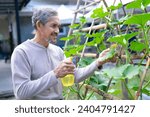 happy asian senior man spray hormones on pumpkin leaves in the vegetable garden,concept of elderly people lifestyle,active,hobby