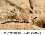 A Baby Prairie Dog Poses For...