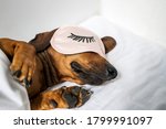 An adult red-haired dachshund is resting in a white bed and wearing pink glasses for sleeping. Dachshund sleeping in bed. Side view.