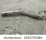 A Driftwood Branch Lying In The ...