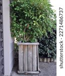 Small photo of A small leafy tree starting to outgrow a wooden planter box