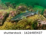 Spiny Dogfish (Squalus acanthias) at the south coast of Norway	
