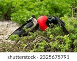 Small photo of Beautiful Galapagos Male Frigate bird