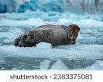 Bearded seal on arctic ice floe