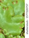 Small photo of The thallus (gametophyte) of the liverwort Marchantia, showing the dorsal surface covered in pores.
