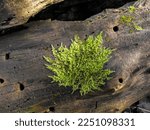 Green Moss On An Old Fallen Log