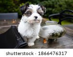 Biewer Yorkshire Terrier Dog puppy in black and white sitting on a table outside seen from the front