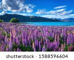 Purple pink lupinus flower blossom at Lake Tekapo, New Zealand