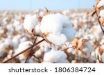 Cotton in a cotton field near...