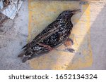 Dead Bird On The Sidewalk