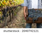Close up of male farmer or winemaker is walking in the middle of vine branches and carrying picked grapes during wine harvest season in vineyard for further high quality wine production