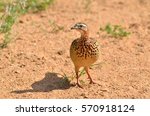 Crested Francolin Camouflaging...