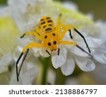 Eight Spotted Crab Spider. ...