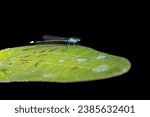 Small photo of Ischnura senegalensis, also known variously as common bluetail, marsh bluetail, ubiquitous bluetail, African bluetail, and Senegal golden dartlet, is a widespread damselfly