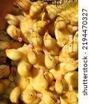 Many little yellow young ducks...
