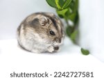 Small photo of A little mouse is constantly eating something on the table. It seems to be completely focused on its food, nibbling away with its tiny teeth. Its small paws are constantly moving, grabbing bits of foo