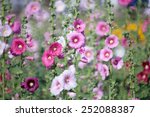 Hollyhock Flower In The Nature