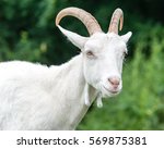 Saanen Goat Portrait A...