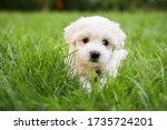 Small Cute Puppy Of Maltese Dog ...