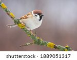 Eurasian tree sparrow (Passer montanus), small brown bird sitting on the branch. First snow with animals. Little songbird looking for some meal. Wild scene from nature. Branch overground with moss. 