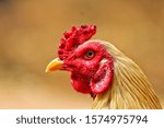 Small photo of The red faced fighting cock