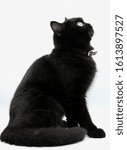 A black cat on white background 