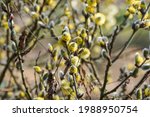 Male flowering catkins on a willow tree, goat willow, pussy willow or great sallow, Salix caprea