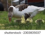 Small photo of Mother goose with young goslings. A grey and white domestic female goose with her tiny, yellow chicks in green grass. A gaggle of geese enjoying the outdoors at a small hobby farm in Canada