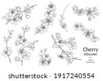 hand drawn branch of sakura... | Shutterstock .eps vector #1917240554