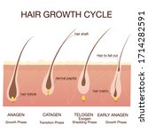  hair growth phase step by step.... | Shutterstock .eps vector #1714282591