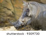 Small photo of Close up of one of the fiercest looking mammals called Warthog, showing its tusks and warts over its face