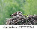 Adult And Young Ospreys At Nest ...