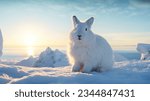 Single cute arctic hare relax...