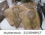 Small photo of Batoidea is a superorder of cartilaginous fishes commonly known as rays. They and their close relatives the sharks comprise the subclass Elasmobranchii.