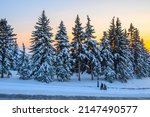 Two unrecognizable women walk along a snow-covered road along a city park on a winter evening. Snow-covered fir trees against the background of the setting sun.