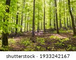 Beech Forest In Spring In The...