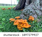A Cluster Of Orange Jack O...