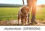 Small photo of Happy young cocker spaniel dog walks with owner at back sunset light owner walks active spaniel dog in country park man owner with playful spaniel dog enjoys vacation in green evening park closeup
