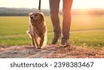 Small photo of Ginger cocker spaniel dog sniffs ground walking with owner at orange sunset light owner walks curious pedigreed dog in country park owner with small spaniel dog enjoys weekend in evening closeup